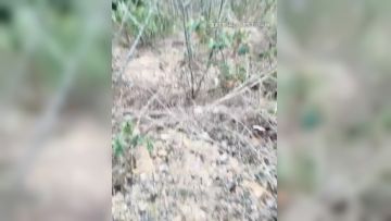 高颜值黑衣妹子【骚劲小妖精】户外小树林大秀，垫子上全裸口口非常诱人，很是诱惑喜欢不要错过第03集